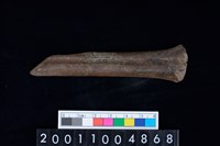 藏品(掌骨)的圖片