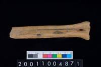 藏品(蹠骨)的圖片