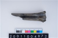 藏品(蹠骨)的圖片