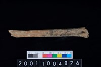 藏品(蹠骨)的圖片