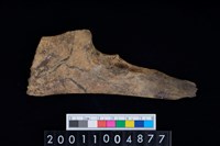 藏品(尺骨)的圖片