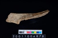 藏品(尺骨)的圖片