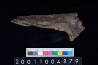 藏品(尺骨)的圖片