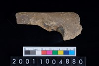 藏品(尺骨)的圖片