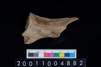 藏品(肩胛骨)的圖片