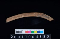 藏品(肋骨)的圖片