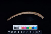 藏品(肋骨)的圖片