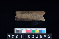 藏品(帶切鋸痕磨製骨器)的圖片