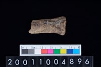 藏品(帶切鋸痕骨器)的圖片