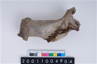 藏品(砍切製骨器)的圖片