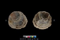 藏品(海貝-蛤)的圖片