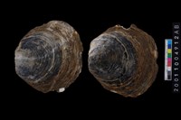 藏品(海貝-蛤)的圖片