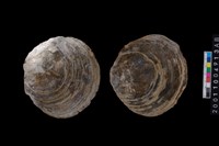 藏品(海貝-蛤)的圖片