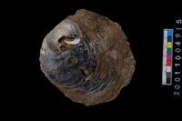 藏品(海貝-蛤)的圖片