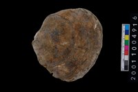 藏品(海貝-蛤)的圖片