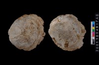 藏品(海貝-蛤)的圖片