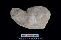 藏品(海貝-牡蠣)的圖片