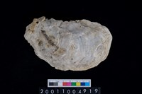 藏品(海貝-牡蠣)的圖片