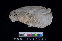 藏品(海貝-牡蠣)的圖片