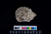 藏品(海貝-牡蠣)的圖片