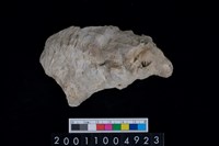 藏品(松山層海貝-牡蠣)的圖片