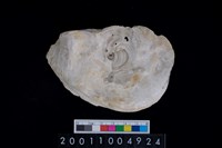 藏品(松山層海貝-牡蠣)的圖片