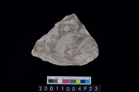 藏品(松山層海貝-牡蠣)的圖片