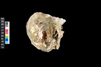 藏品(松山層海貝-牡蠣)的圖片