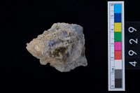 藏品(海貝-牡蠣)的圖片