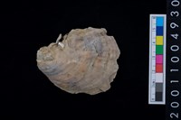 藏品(海貝-牡蠣)的圖片