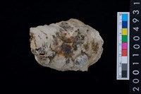 藏品(海貝-牡蠣)的圖片