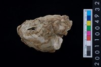 藏品(海貝-牡蠣)的圖片