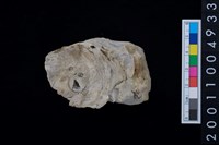 藏品(海貝-牡蠣)的圖片