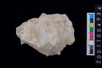 藏品(海貝-牡蠣)的圖片