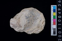 藏品(海貝-牡蠣)的圖片