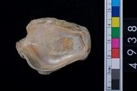 藏品(海貝-牡蠣)的圖片