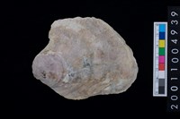 藏品(海貝-蛤)的圖片