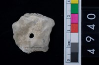 藏品(海貝-牡蠣)的圖片