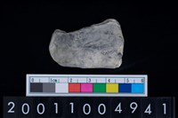 藏品(海貝-蛤)的圖片