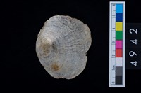 藏品(海貝-蛤)的圖片