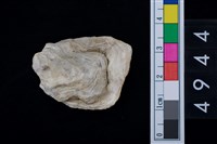 藏品(海貝-牡蠣)的圖片