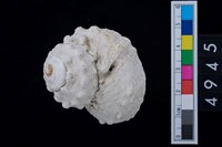 藏品(瘤珠螺)的圖片