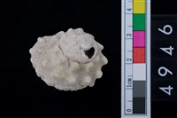 藏品(瘤珠螺)的圖片