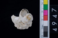 藏品(瘤珠螺)的圖片