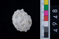 藏品(瘤珠螺)的圖片