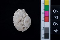 藏品(瘤珠螺)的圖片