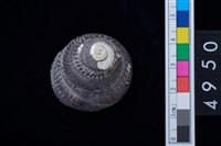 藏品(黑鐘螺)的圖片