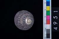 藏品(黑鐘螺)的圖片