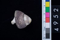 藏品(黑鐘螺)的圖片