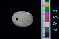 藏品(黑肋蜑螺)的圖片